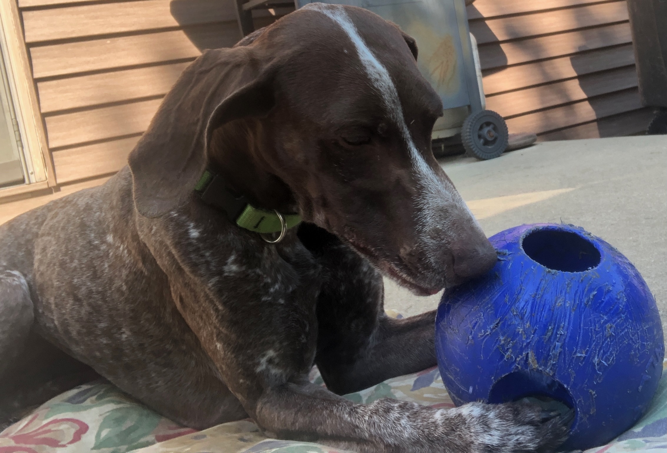 German Shorthaired Pointer playing with a ball